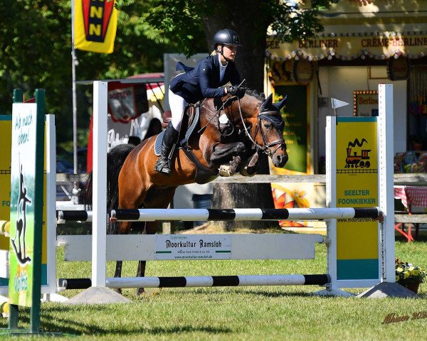jumper Marie 160 (German Riding Pony, 2006, from Nemax)