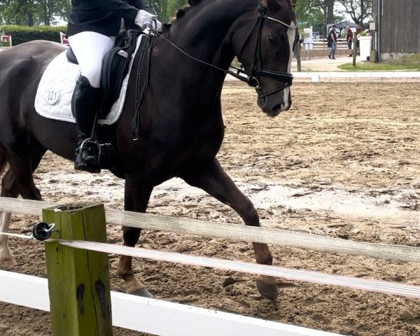 dressage horse Bella Fleur Ks (Westphalian, 2014, from Belissimo NRW)