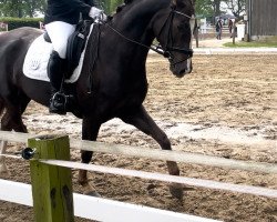 dressage horse Bella Fleur Ks (Westphalian, 2014, from Belissimo NRW)