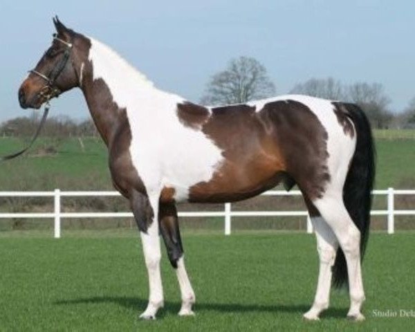 Deckhengst Wonderboy (Belgisches Warmblut, 1999, von Limbo)