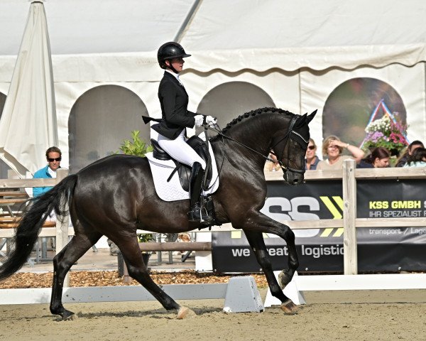 dressage horse Feu Noir 4 (Swiss Warmblood, 2018, from For Gold OLD)