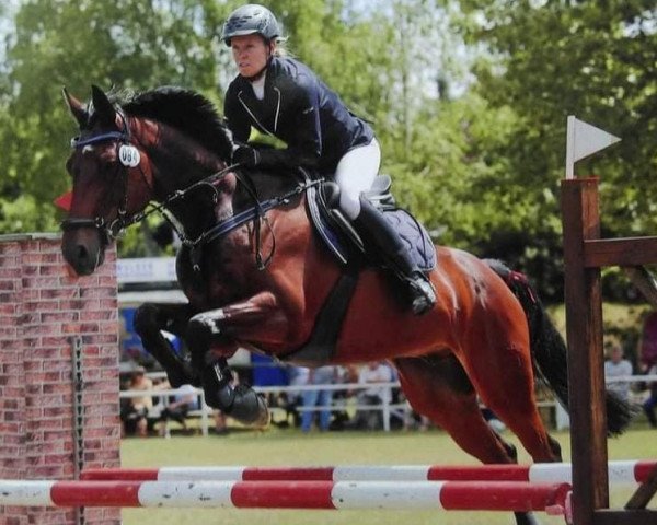 jumper Colonel de Royal (German Sport Horse, 2008, from Charon)
