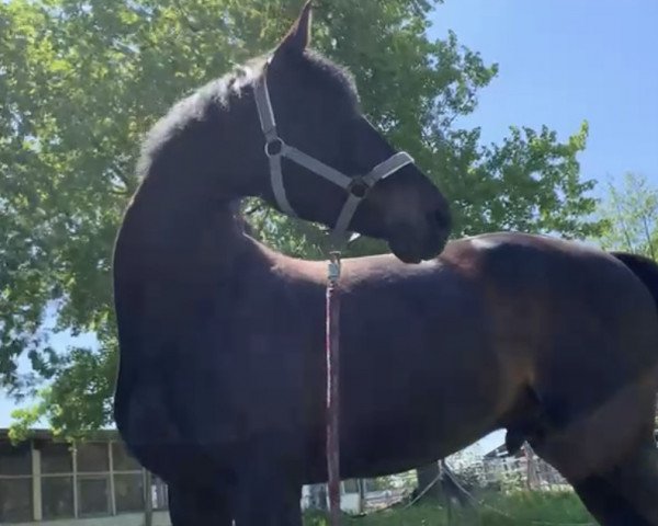 jumper Bud 3 (Oldenburg show jumper, 2014, from Balou du Rouet)