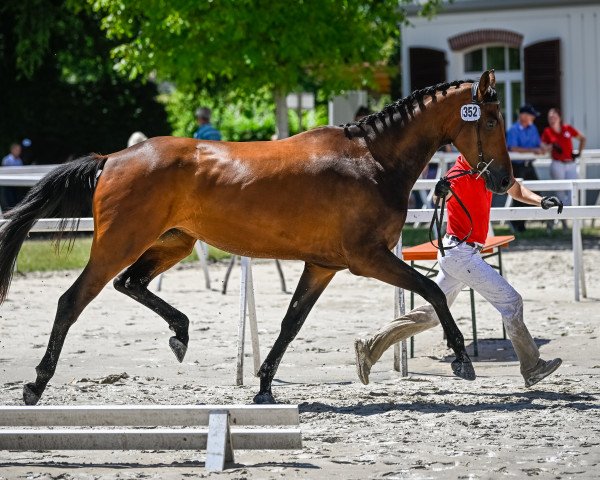 horse Zamira von Buchmatt CH (Swiss Warmblood, 2020, from Zonik)