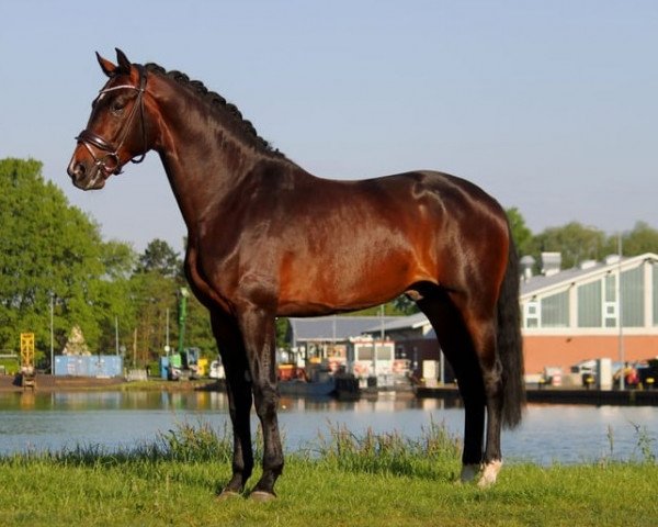 Pferd Lord Lexxer (Holsteiner, 2015, von Continental Blue)