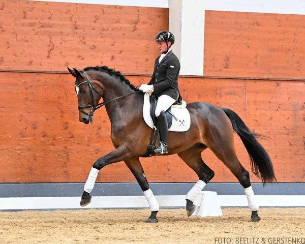 horse Micado (Hanoverian, 2019, from Maracana)