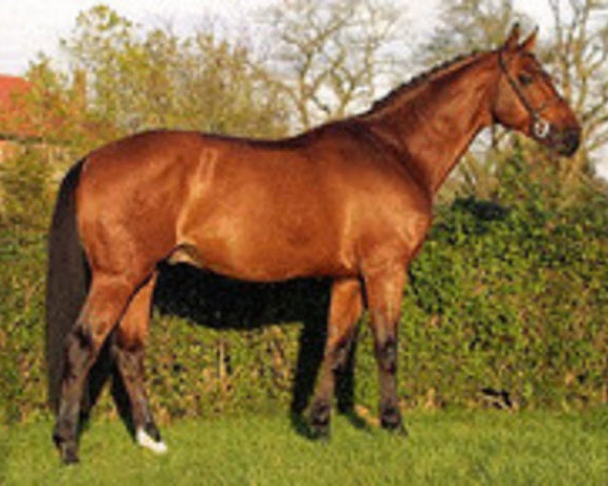 stallion Happy Villers (Selle Français, 1995, from Quidam de Revel)