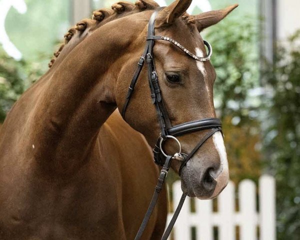 Dressurpferd Die kleine Daisy (Hannoveraner, 2019, von D'Olympus)