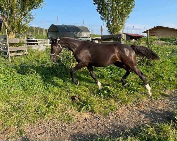 broodmare Ilvie (German Sport Horse, 2022, from Instertanz V 241 FIN)