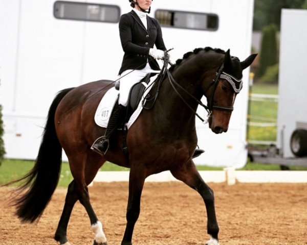 dressage horse Franz Ferdinand 30 (Hanoverian, 2015, from Fürstbischof)