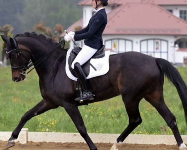 dressage horse Que Sera 32 (Hanoverian, 2009, from Quaterback)