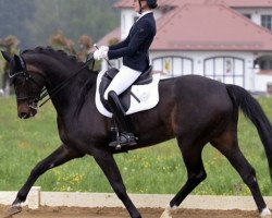 dressage horse Que Sera 32 (Hanoverian, 2009, from Quaterback)