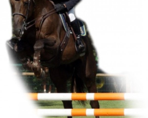 stallion Ultrasonic D' Auge (Selle Français, 2008, from Hello Pierville)