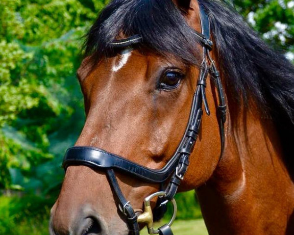 dressage horse Sportritter S (Hanoverian, 2004, from San Brasil)