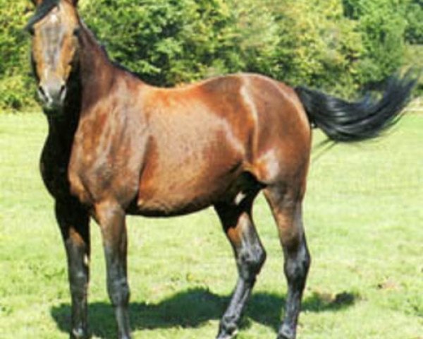 Deckhengst Beausejour II (FR) (Französischer Traber, 1967, von Kerjacques (FR))