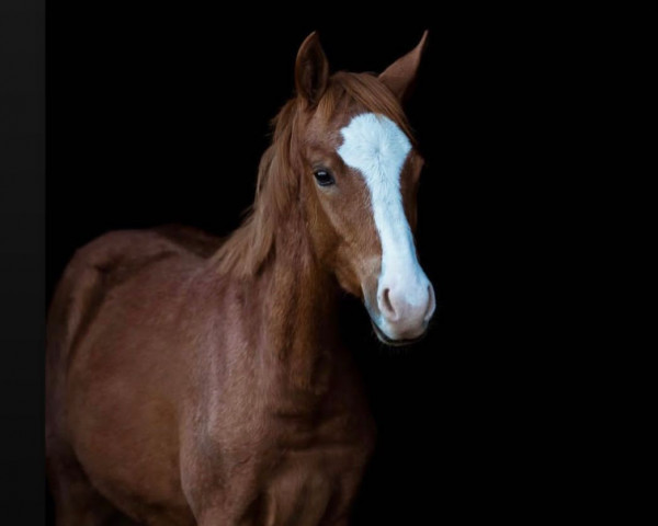 horse No Limit G (German Riding Pony, 2022, from Fs Numero Uno)