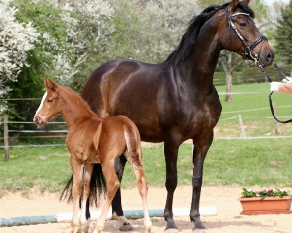 broodmare La Bonita (Oldenburg, 2010, from Blue Hors Bentley)