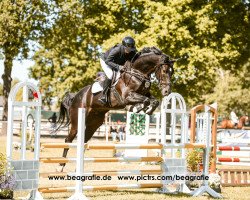 jumper Canturango (Holsteiner, 2016, from Casall Ask)