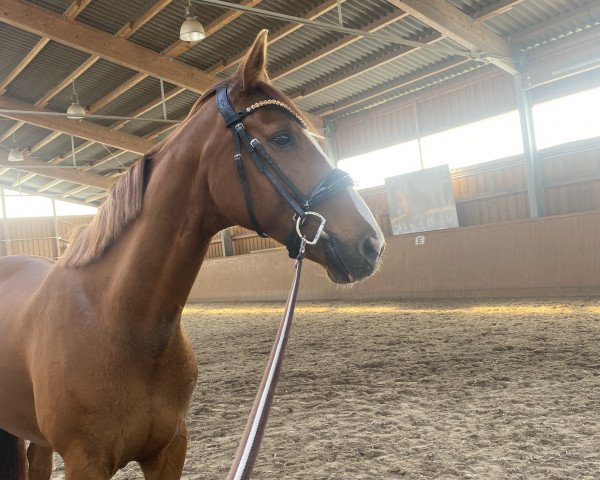 horse Bolivia (Hanoverian, 2011, from Belissimo NRW)