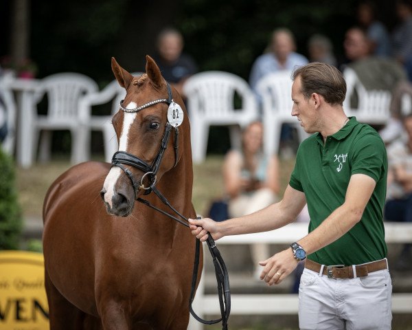 broodmare Namica (German Riding Pony, 2020, from Fs Numero Uno)