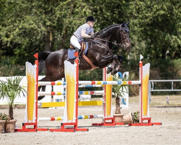 Springpferd Quintessence B (Hannoveraner, 2013, von Quinturo 2)