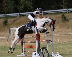 broodmare Hahnenhofs Rockadera (Zangersheide riding horse, 2016, from Hahnenhofs Rox du Rouet)