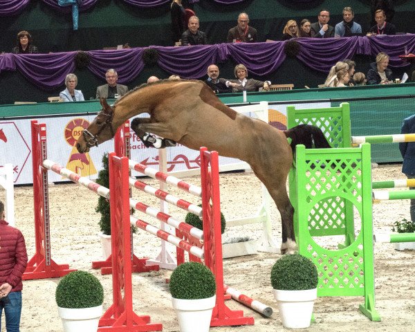 jumper Dicoso Dg (German Sport Horse, 2018, from Dicapo)