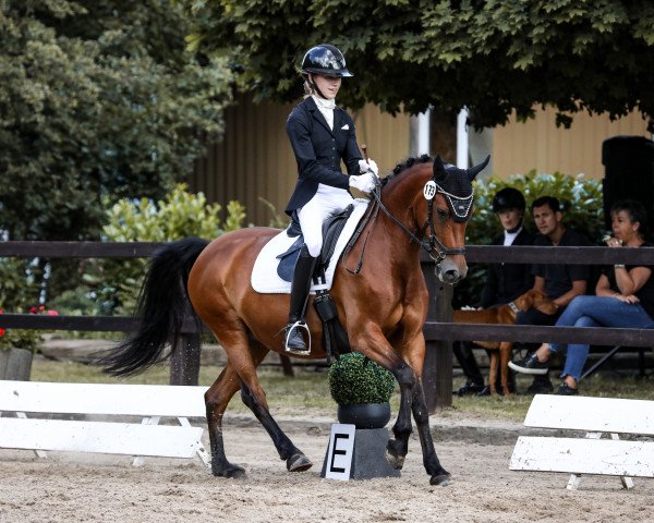 Zuchtstute Ronja Räubertochter LR (Deutsches Reitpony, 2013, von Dimension AT NRW)