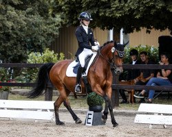 broodmare Ronja Räubertochter LR (German Riding Pony, 2013, from Dimension AT NRW)