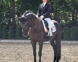 dressage horse Final Fantasy WV (Württemberger, 2019, from Feuerwerk)