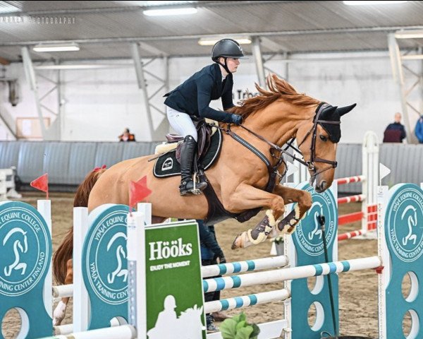 jumper Lipstick Hx (KWPN (Royal Dutch Sporthorse), 2016, from Entertainer)