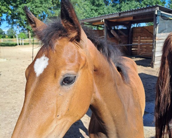 horse Eefje K (Oldenburg, 2023, from Figari)