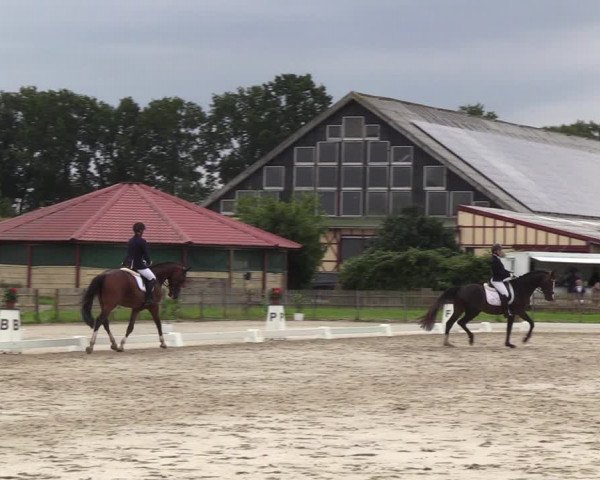 Reitturnier Breiholz/ Schülp 2023