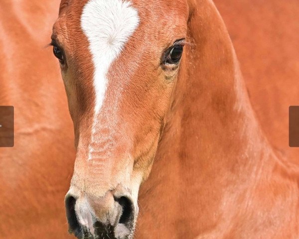 horse Floris Hit SK (Oldenburg, 2023, from Fuechtels Floriscount OLD)