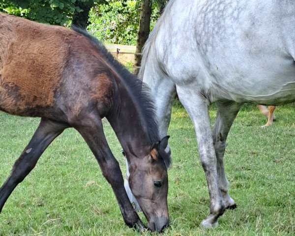 horse Stute (Oldenburg, 2023, from Franklin)