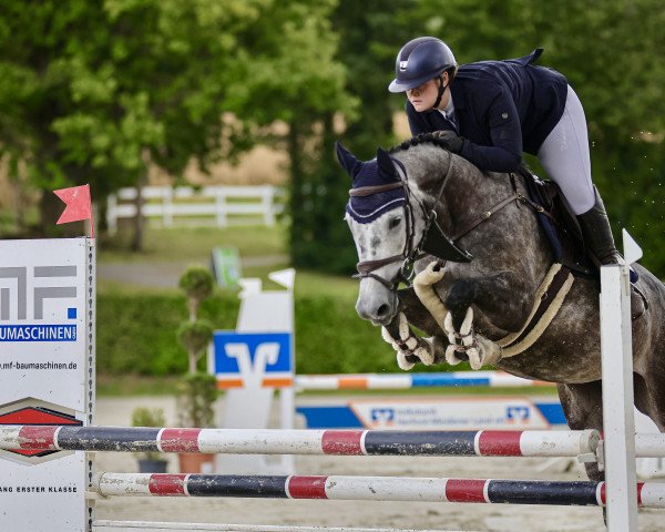 Springpferd Havana White F (Oldenburger Springpferd, 2017, von HICKSTEAD WHITE)