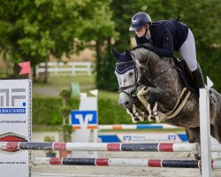 jumper Havana White F (Oldenburg show jumper, 2017, from Hickstead White)