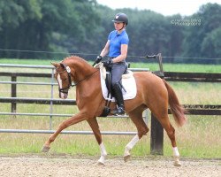 Zuchtstute Sydneys Special (Westfale, 2013, von Sir Heinrich OLD)