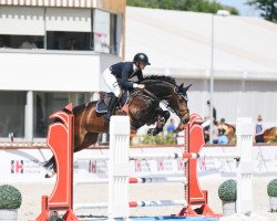 jumper Dia-Blue (Hanoverian, 2012, from Diarado)