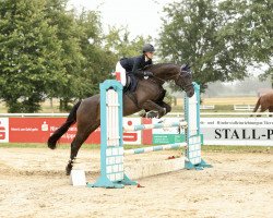 Springpferd Saia (Rheinländer, 2015, von Sandokan 290)