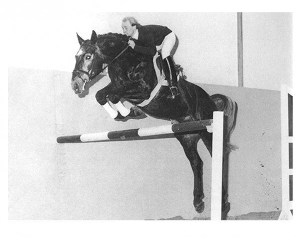 stallion Athlet Z (Hanoverian, 1979, from Alme)