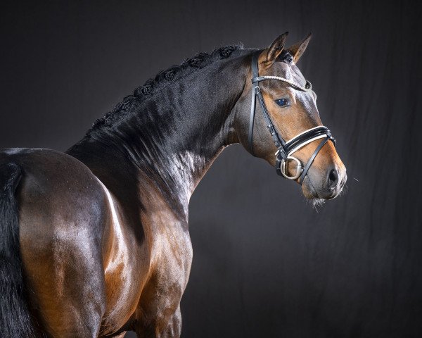 stallion Downtown Abbey (German Riding Pony, 2018, from D-Power AT)