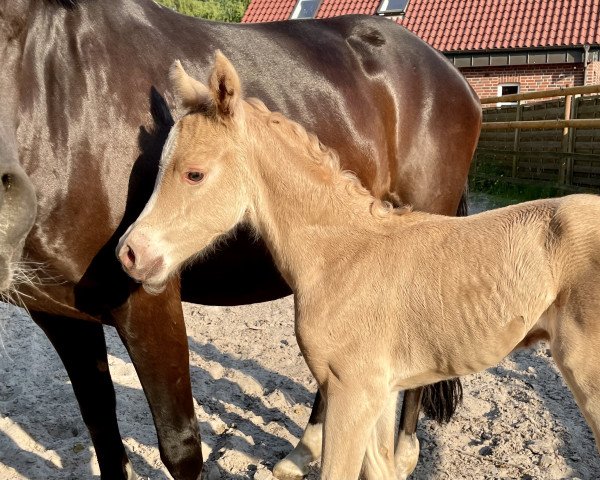 horse Stute von D-Gold AT NRW / Mozart (German Riding Pony, 2023, from D-Gold AT NRW)