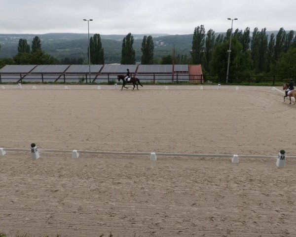 Reitturnier Bübinger Hof 2023