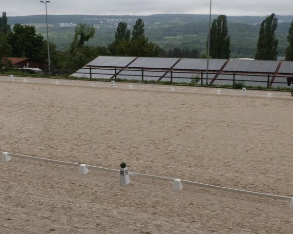 Reitturnier Bübinger Hof 2023