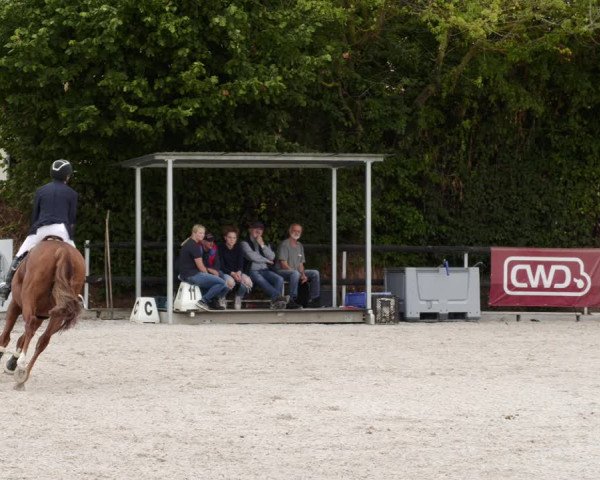 Reitturnier Worms-Pfeddersheim / Reitsportanlage Wittemer 2023