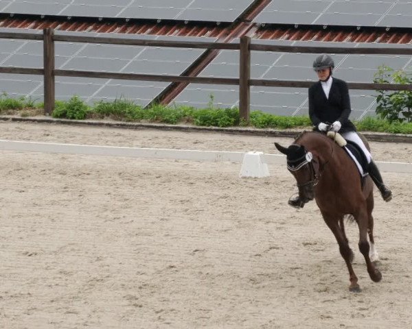 Reitturnier Bübinger Hof 2023