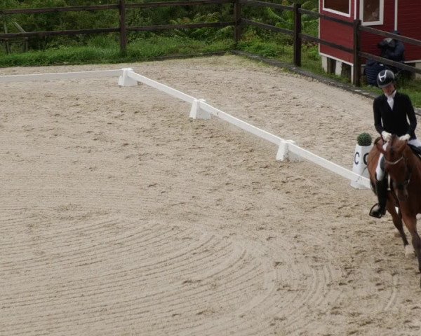Reitturnier Bübinger Hof 2023