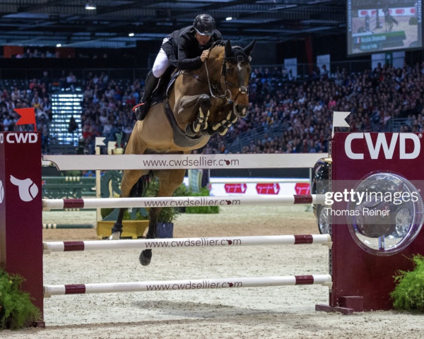 Springpferd Ulloa du Trefle (Selle Français, 2008, von VDL Sheraton)