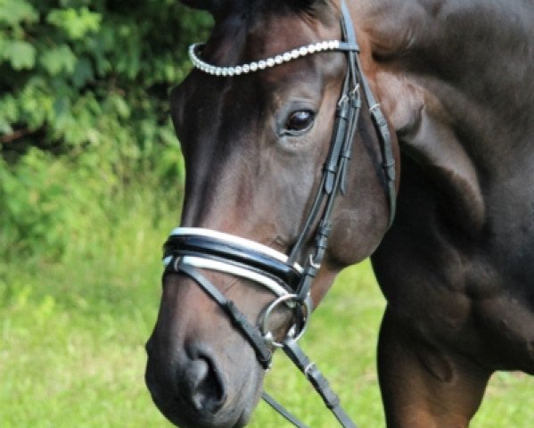 horse Dajara (Hanoverian, 2016, from Don Frederico)